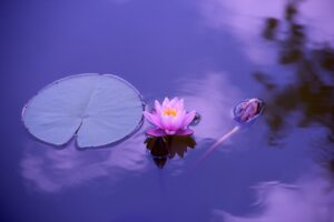 lotus, beautiful flowers, flower