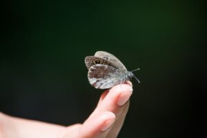 wall fox, lasiommata megera, butterfly