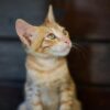 Close-Up Photo of Orange Tabby Cat