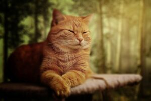 Short-furred Orange Cat on Brown Surface