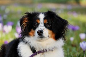 australian shepherd, dog, pet