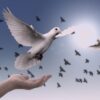 dove, nature, peace