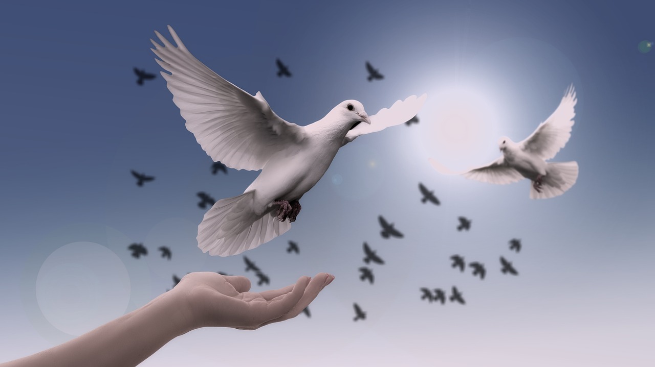 dove, nature, peace