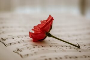 sheet music, red rose, red flower