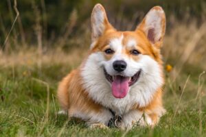 corgi, dog, pet